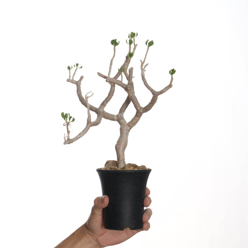 Othonna furcata 【発根済み】〈幹幅1.6cm〉 | QSPLANT