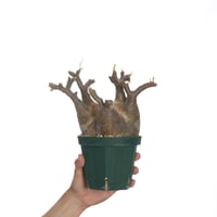 Monsonia crassicaulis【発根済み】〈幹幅4.2cm〉 | QSPLANT
