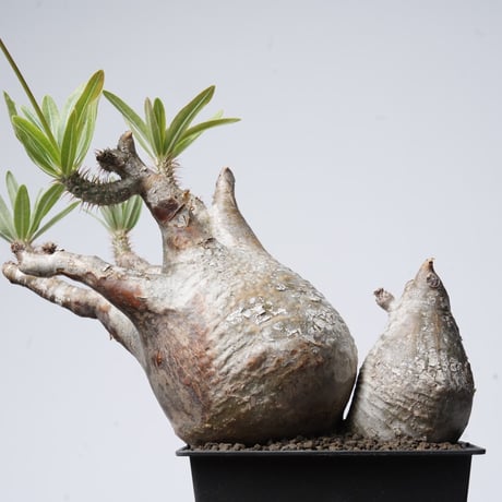 Pachypodium rosulatum var. gracilius   【発根済み】〈幹幅18.4cm〉