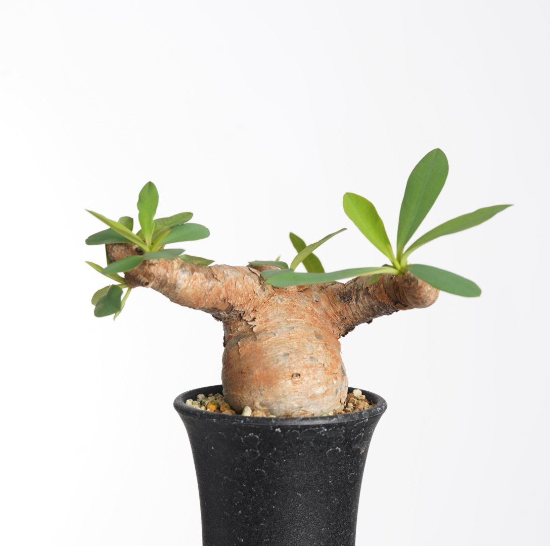 Euphorbia itremensis 【発根済み】〈幹幅4.5cm〉 | QSPLANT