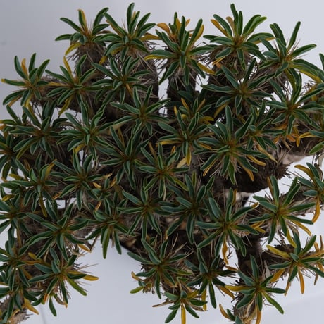 Euphorbia guillauminiana 【発根済み】