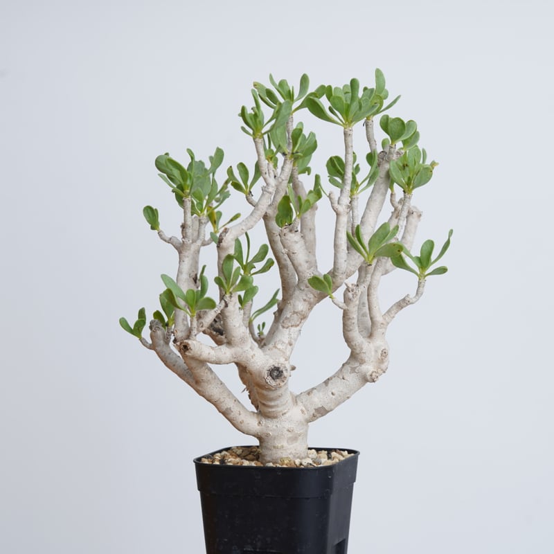 Othonna furcata 【発根済み】〈幹幅2.8cm〉 | QSPLANT