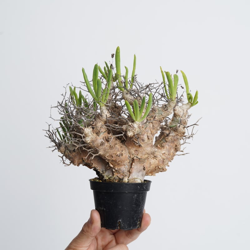 Tylecodon reticulatus 万物想 【発根済み】〈幹幅5.5cm〉 | QSP Tylecodon reticulatus 万物想 【発根済み】〈幹幅5.5cm〉 | QSP