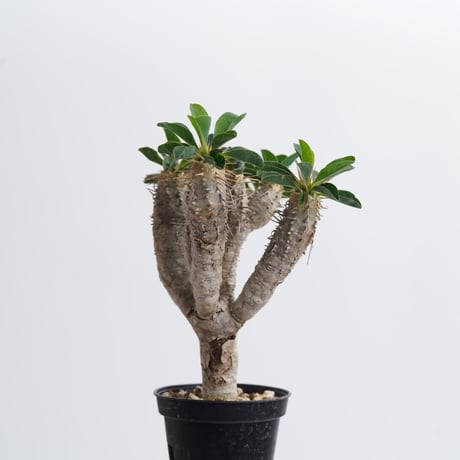 Euphorbia guillauminiana【発根済み】〈幹幅1.2cm〉