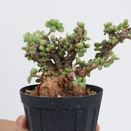 Ceraria pygmaea   【発根済み】〈幹幅6.6cm〉