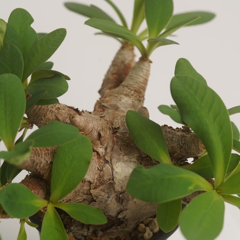 Euphorbia itremensis 【発根済み】〈幹幅5.8cm〉 | QS PLANT