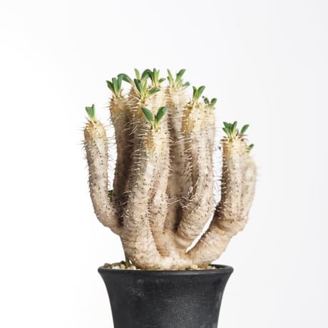 Euphorbia guillauminiana【発根済み】