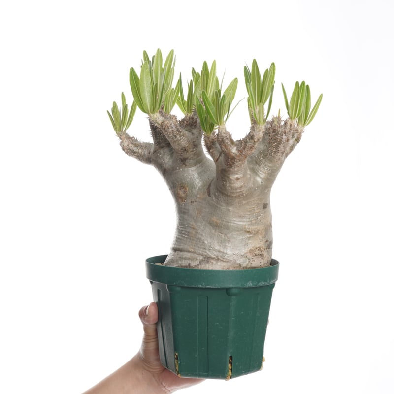 Pachypodium rosulatum var. inopinatum 【発根済み】 〈幹 Pachypodium rosulatum var. inopinatum 【発根済み】 〈幹