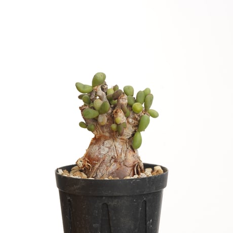 CATEGORY Ceraria | QSPLANT