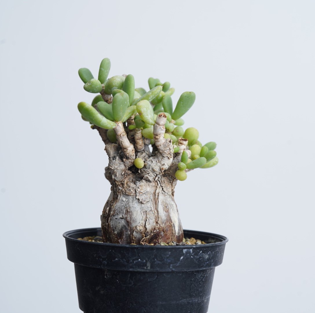 ケラリア ピグマエア(現地球・発根済)#005 【公式通販】