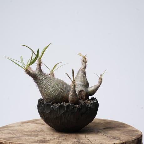 Pachypodium rosulatum var. gracilius   × Tomoharu Nakagawa植木鉢 【発根済み】〈幹幅15.1cm〉