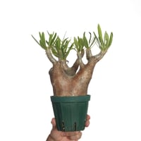 Pachypodium rosulatum var. inopinatum 【発根済み】 〈幹幅10.8cm〉