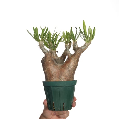 パキポディウムイノピナーツム　多頭　塊根植物　グラキリス パキポディウムイノピナツム | STORES