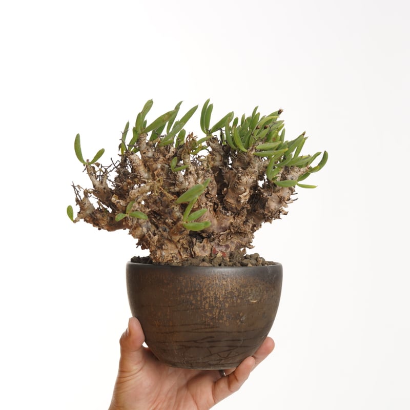 Tylecodon reticulatus 万物想×Tomoharu Nakagawa植木鉢