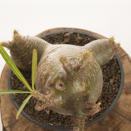 Pachypodium rosulatum var. gracilius   【発根済み】〈草幅24.5cm〉