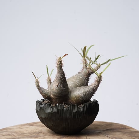 Pachypodium rosulatum var. gracilius   × Tomoharu Nakagawa植木鉢 【発根済み】〈幹幅15.1cm〉