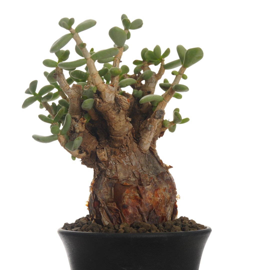 Ceraria pygmaea 【発根済み】〈幹幅6.1cm〉 | QSPLANT