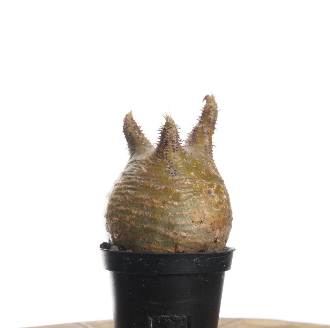 Pachypodium rosulatum var. gracilius 【発根済み】〈幹