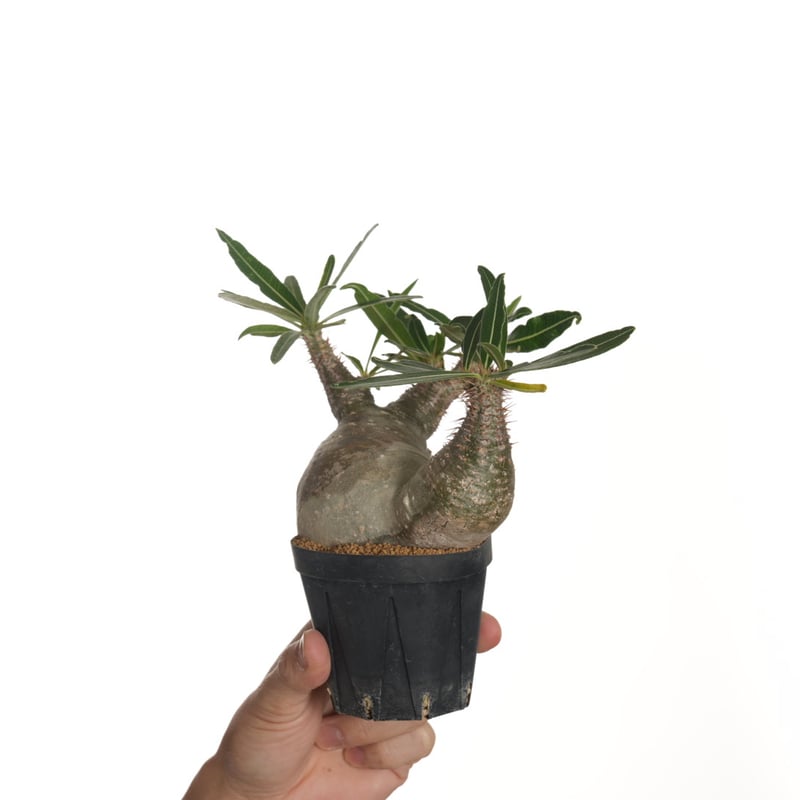 Pachypodium rosulatum var. gracilius 3頭株 Pachypodium rosulatum var. gracilius 3頭株