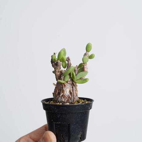 Ceraria pygmaea   【発根済み】〈幹幅2.9cm〉