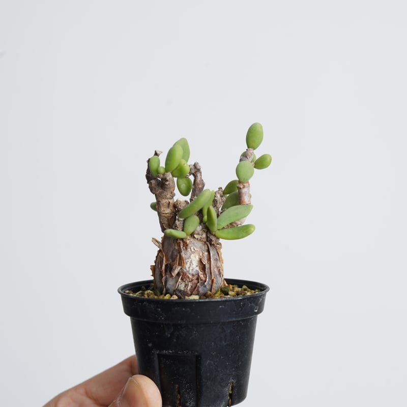 【国内採種】Ceraria Pygmaea seeds 新鮮種子50粒 国内採種】Ceraria Pygmaea seeds 新鮮種子50粒