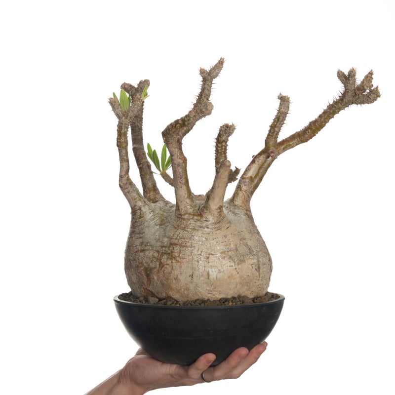 Pachypodium rosulatum var. gracilius 【発根済み】〈幹