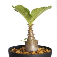 Pachypodium baronii var.windsorii 実生【発根済み】〈幹幅2.3cm〉