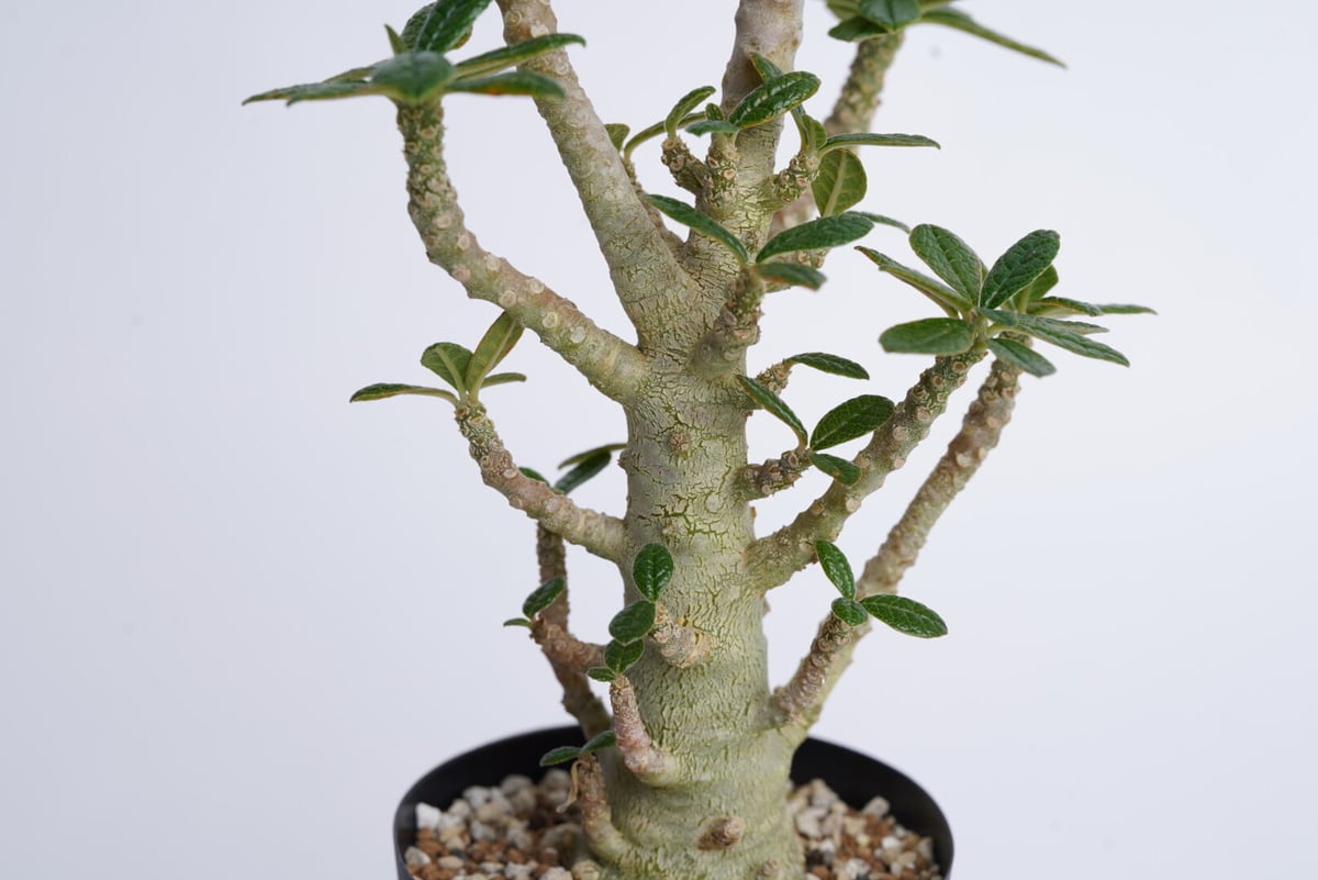 その他多肉植物 Dorstenia gigas Dorstenia gigas〈幹幅3.3cm〉 | QSPLANT