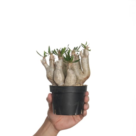 パキポディウムブレビカリクス | STORES