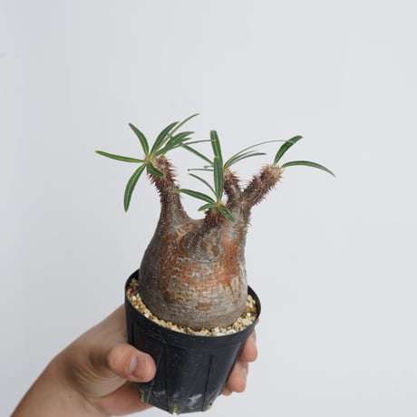 Pachypodium rosulatum var. gracilius   【発根済み】〈幹幅7.2cm〉