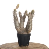 Pachypodium horombense【発根済み】〈幹幅7.8cm〉