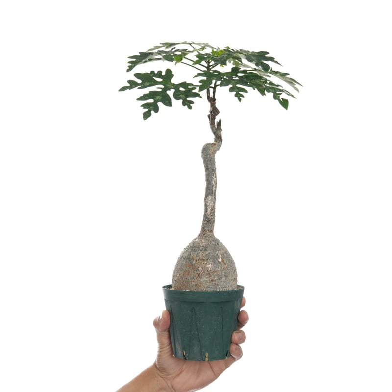 Adenia metamorpha【発根済み】（幹幅8.1cm） | QSPLANT