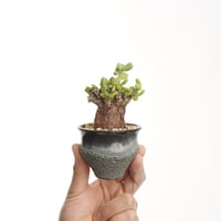 Ceraria pygmaea ×Tomoharu Nakagawa植木鉢【発根済み】〈幹幅3.5cm〉