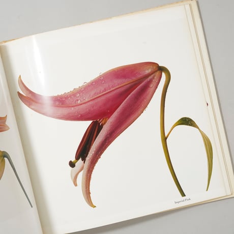 FLOWERS / Irving Penn (アーヴィング・ペン)