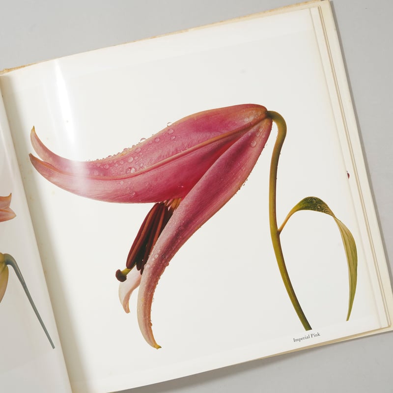 初版　希少 FLOWERS Irving Penn アーヴィング・ペン 写真集 FLOWERS Irving Penn アーヴィング・ペン 写真集 - 古本買取 2手舎