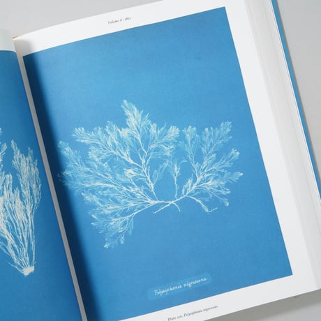 CYANOTYPES / ANNA ATKINS(アナ・アトキンス)