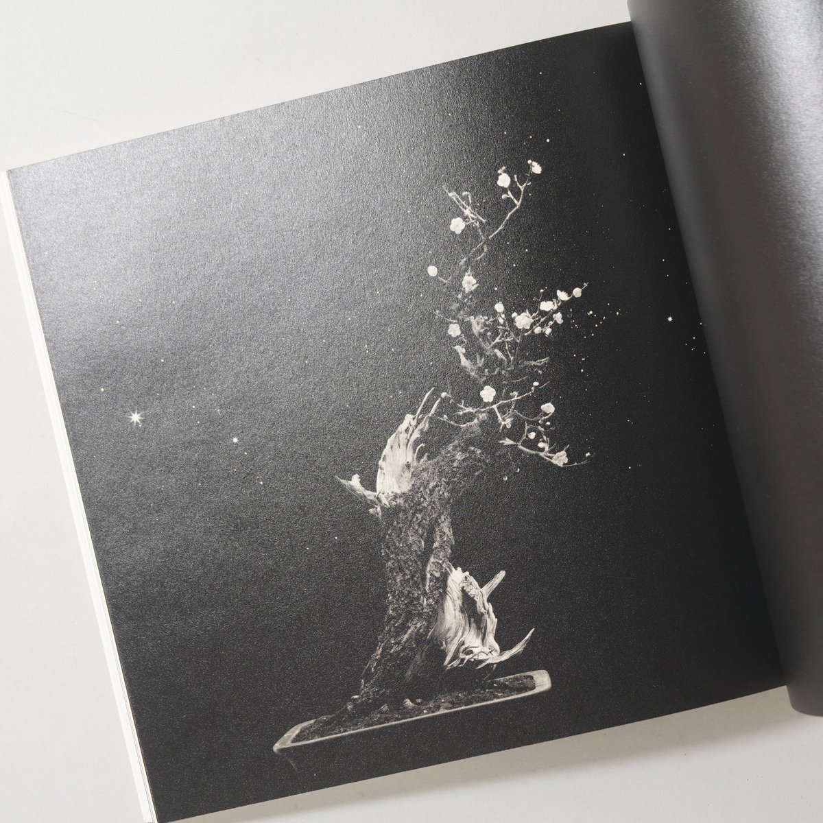 サイン入/Signed] 手中一滴 Bonsai Microcosmos Macrocosm