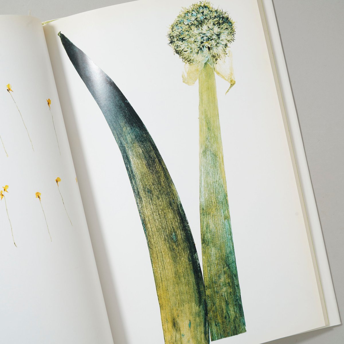 FLORA / Nick Night (ニック・ナイト) | bookobscura｜写真集専