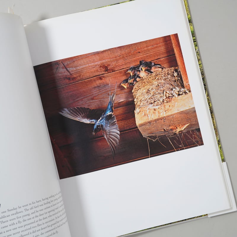 In Wildness Is the Preservation / Eliot Porter(