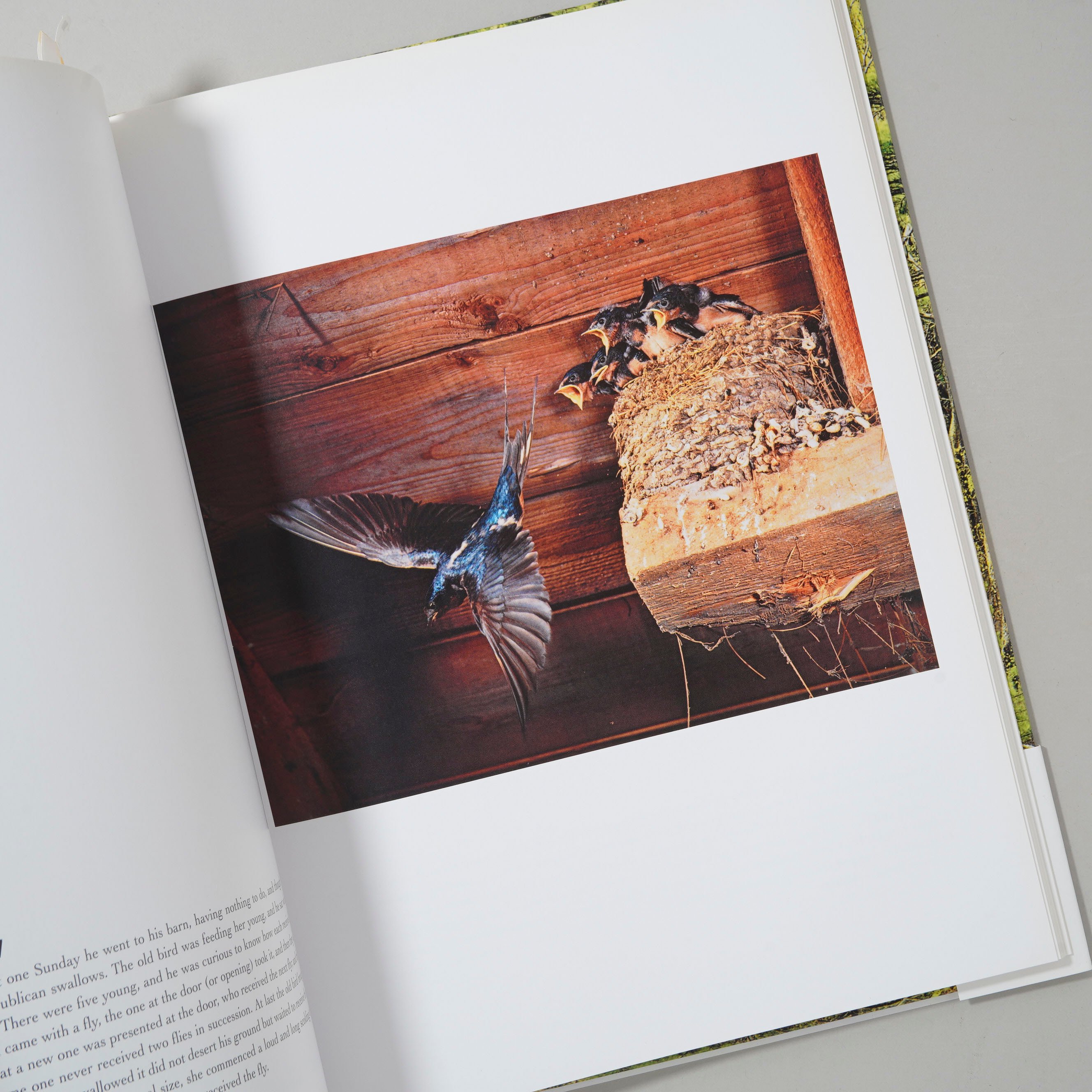In Wildness Is the Preservation / Eliot Porter(