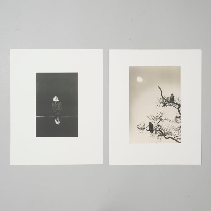 コロタイプポートフォリオ 山本昌男 Bird 2 / 山本昌男(Masao