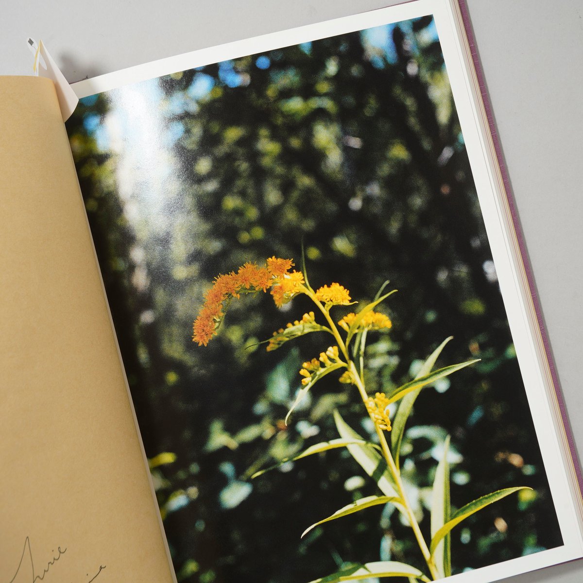 SWISS / 長島有里枝(Yurie Nagashima) | bookobscura｜写真