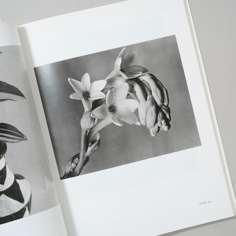 Imogen Cunningham Flora / Imogen Cunningham(イモージン・カニンガム)