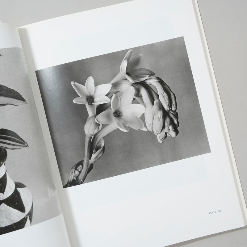 Imogen Cunningham Flora / Imogen Cunningham(イモー