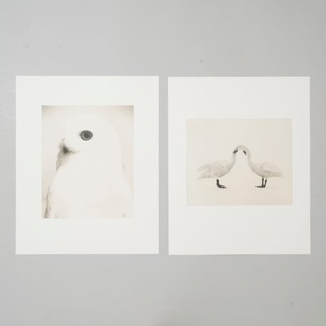 コロタイプポートフォリオ 山本昌男 Bird 2 / 山本昌男(Masao Yamamoto)