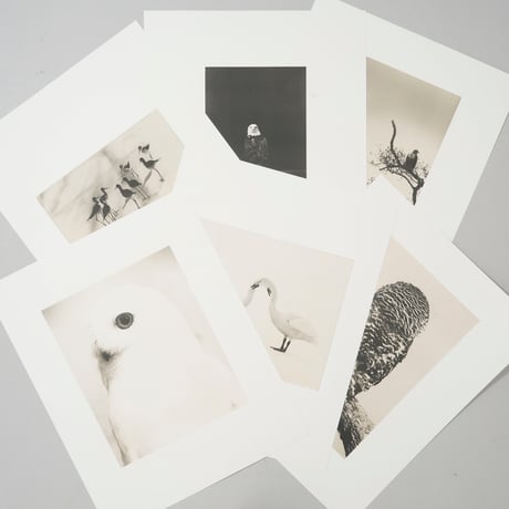 コロタイプポートフォリオ 山本昌男 Bird 2 / 山本昌男(Masao Yamamoto)