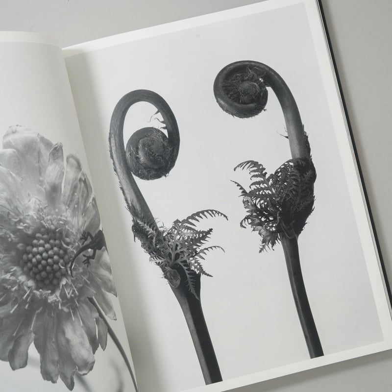 花人生 特別装丁版 / 荒木経惟(Nobuyoshi Araki) | bookobscura