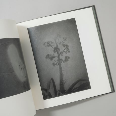 [サイン入/Signed] 島影 / 白石ちえこ(Chieko Shiraishi)