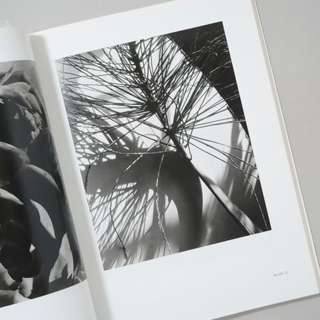 Imogen Cunningham Flora / Imogen Cunningham(イモージン・カニンガム)