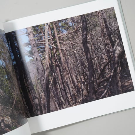 Heliotropic Landscape / 寺崎珠真(Tamami Terasaki)